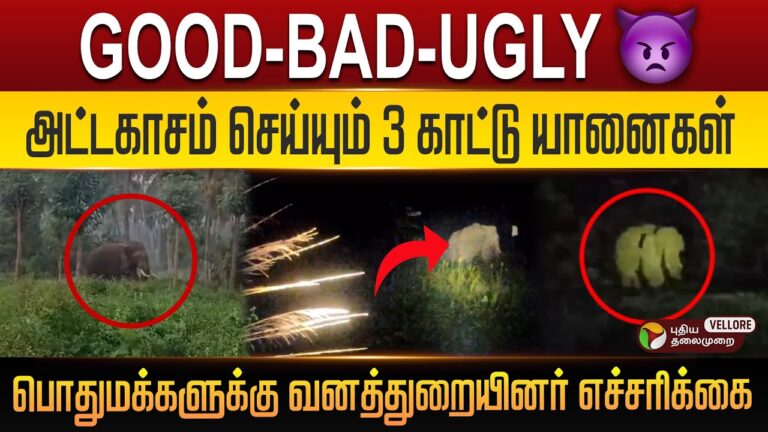 GOOD-BAD-UGLY அட்டகாசம் செய்யும் 3 காட்டு யானைகள்..! Krishnagiri | PT Vellore